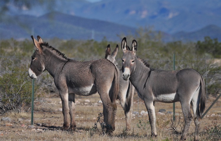 donkeys